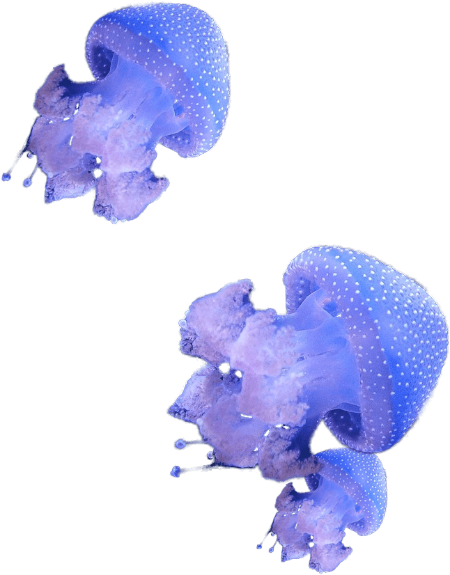 Jellies Swimming